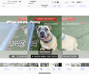 Akita-American Pit Bull Terrier Mix Dogs for adoption in W Hollywood, CA, USA