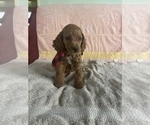 Small Photo #2 Goldendoodle (Miniature) Puppy For Sale in LANCASTER, PA, USA