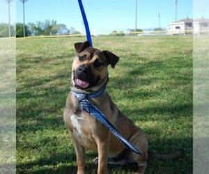 Mountain Cur-Unknown Mix Dogs for adoption in Monticello, MS, USA
