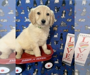 English Cream Golden Retriever-Poodle (Standard) Mix Puppy for sale in DEARBORN, MO, USA