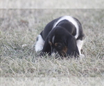 Small #3 Basset Hound