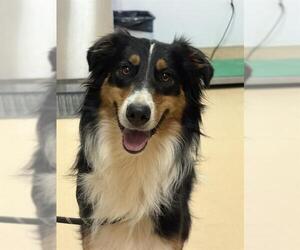 Border-Aussie Dogs for adoption in Placerville, CA, USA