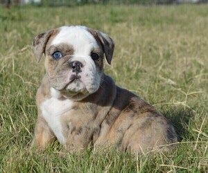 Bulldog Puppy for Sale in STEPHENVILLE, Texas USA