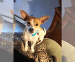 Small #1 Chihuahua Mix