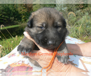 German Shepherd Dog Puppy for sale in PIEDMONT, MO, USA