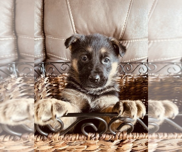 Full screen Photo #4 German Shepherd Dog Puppy For Sale in COLBERT, WA, USA