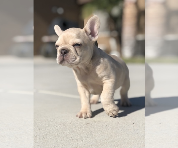 Medium Photo #4 French Bulldog Puppy For Sale in BLOOMINGTON, CA, USA