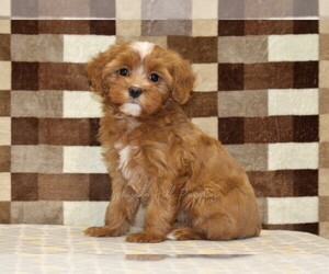 Cavapoo (Miniature) Puppy for sale in DENVER, PA, USA