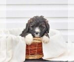Small Photo #2 Bernedoodle Puppy For Sale in CHAMBERSBURG, PA, USA