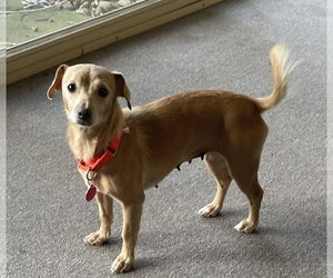 Shiloh - Female Dachshund-Unknown Mix Dog for Adoption - Photo #7