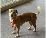 Small Photo #7 Dachshund-Unknown Mix Puppy For Sale in Arlington, VA, USA