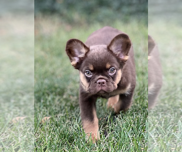 Medium Photo #9 French Bulldog Puppy For Sale in BRIGHTON, CO, USA