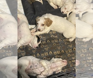 English Setter Puppy for sale in ORMOND BEACH, FL, USA