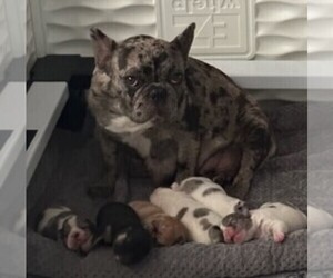 Mother of the French Bulldog puppies born on 04/29/2023
