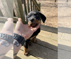 Rottweiler Puppy for sale in NEW HOPE, AL, USA