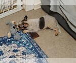 Small #3 Texas Heeler