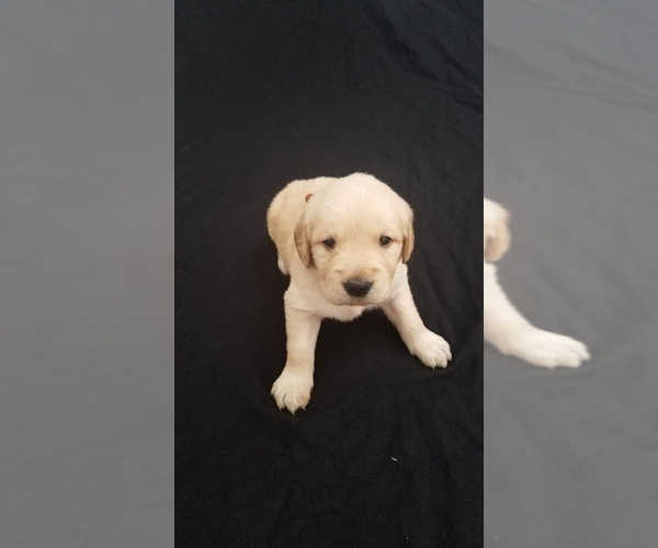 Medium Photo #1 Golden Retriever Puppy For Sale in EVANSDALE, IA, USA