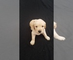Small Photo #1 Golden Retriever Puppy For Sale in EVANSDALE, IA, USA