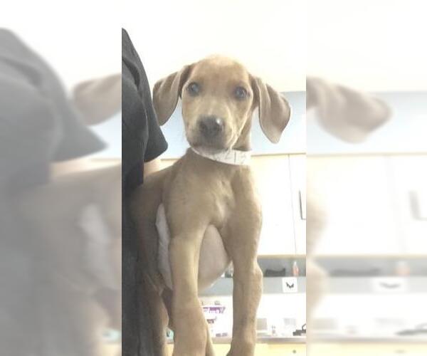 Medium Photo #1 Doberman Pinscher-Unknown Mix Puppy For Sale in Riverside, CA, USA