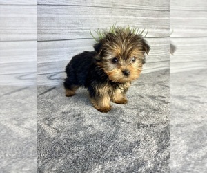 Yorkshire Terrier Puppy for sale in INDIANAPOLIS, IN, USA
