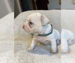 Small Photo #8 Faux Frenchbo Bulldog Puppy For Sale in HOODSPORT, WA, USA