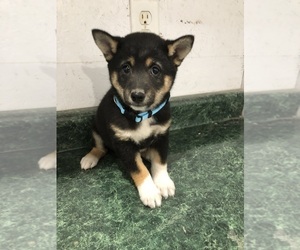 Shiba Inu Puppy for sale in HARRISBURG, MO, USA
