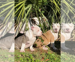 Small Photo #17 American Bully Puppy For Sale in JACKSONVILLE, FL, USA
