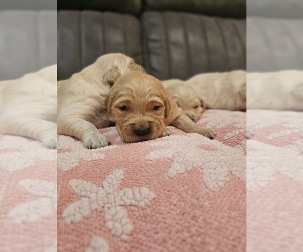 Medium Photo #4 Golden Retriever Puppy For Sale in ELVERTA, CA, USA