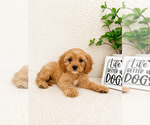 Small #1 Cavapoo (Miniature)