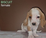 Puppy Biscuit Basset Hound
