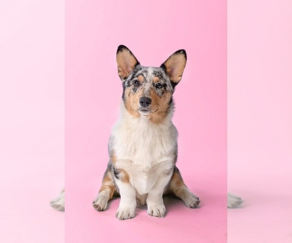 Medium Photo #1 Pembroke Welsh Corgi Puppy For Sale in GRAFTON, OH, USA