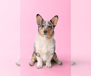 Mother of the Pembroke Welsh Corgi puppies born on 06/15/2026