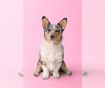 Small Photo #1 Pembroke Welsh Corgi Puppy For Sale in GRAFTON, OH, USA