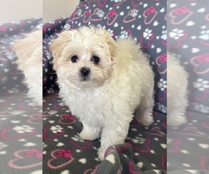 Maltipoo Puppy for sale in YAKIMA, WA, USA