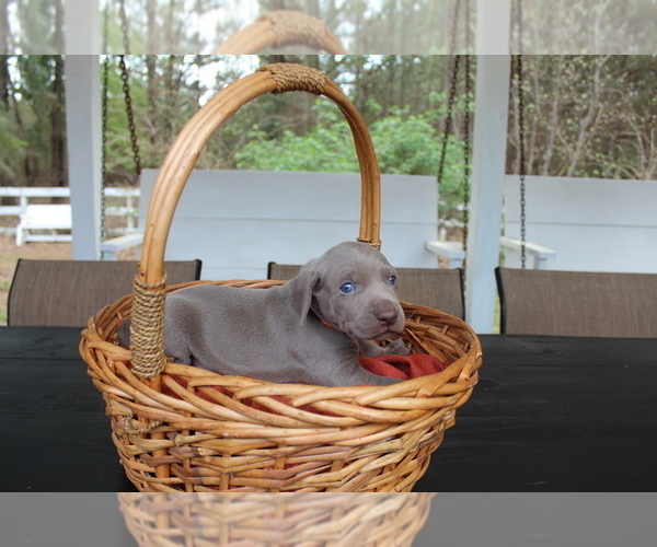 Medium Photo #4 Weimaraner Puppy For Sale in QUITMAN, TX, USA