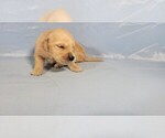 Small #2 Golden Retriever