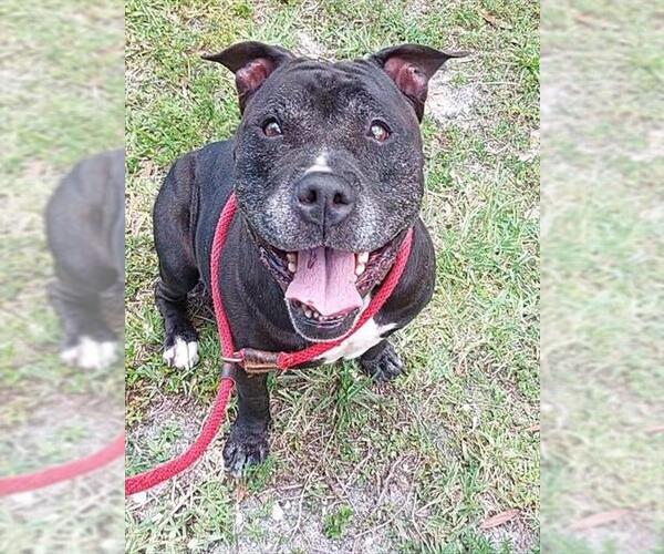 Medium Photo #1 American Staffordshire Terrier Puppy For Sale in Fort Lauderdale, FL, USA