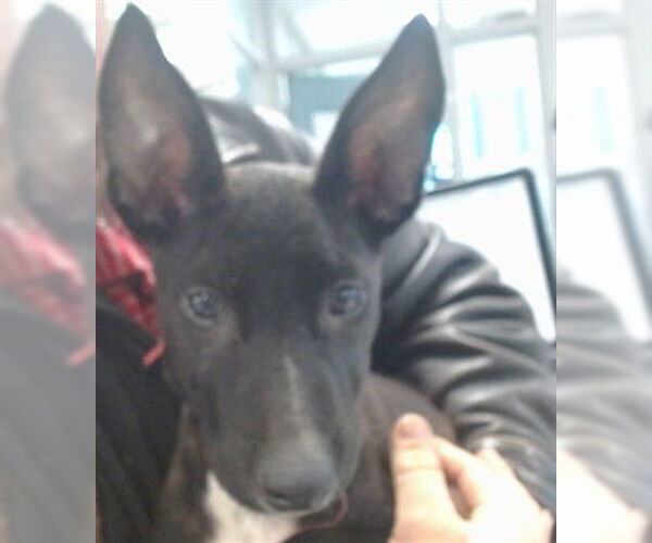 Medium Photo #1 German Shepherd Dog-Unknown Mix Puppy For Sale in Oklahoma City, OK, USA