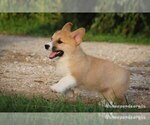 Small Photo #3 Pembroke Welsh Corgi Puppy For Sale in WEVER, IA, USA