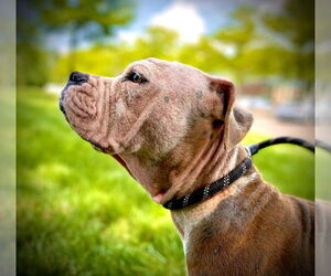 American Bulldog-American Staffordshire Terrier Mix Dogs for adoption in Lawrenceville, NJ, USA