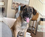 Small #16 Lhasa Apso Mix
