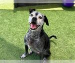Small Boxer Mix