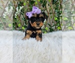 Violet - Female Yorkshire Terrier Puppy for Sale - Photo #4