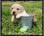 Puppy 2 Golden Retriever