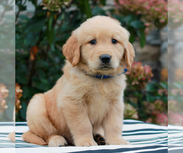 Medium Photo #2 Golden Retriever Puppy For Sale in LITITZ, PA, USA