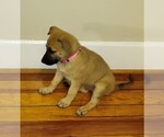 Small #5 German Malinois