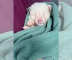 Small Photo #4 Australian Shepherd-Unknown Mix Puppy For Sale in New York, NY, USA