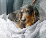 Small Photo #1 Dachshund Puppy For Sale in Shelbyville, TN, USA