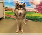 Small Alaskan Malamute Mix