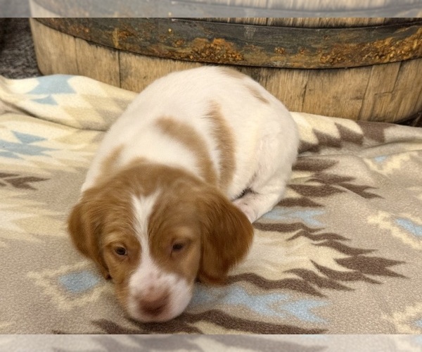 Medium Photo #8 Brittany Puppy For Sale in ORRUM, NC, USA